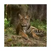 Interpol 'Most Wanted' Wildlife Trafficker Arrested in India Over Tiger Parts