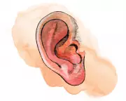 Kids' Quiz Reveals Surprising Facts: Earlobes, Wild Camels & More