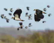 Lapwings Return to Somerset Levels After Decades of Absence