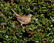 Merlin Bird ID App Soars: 1.5 Million UK Users Find Joy in Birdsong