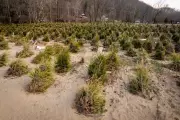North Carolina Christmas Tree Farmers Rebound with Optimism After Hurricane Helene