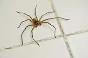 Overcoming Arachnophobia: One Writer's Quest to Befriend the Huntsman Spider