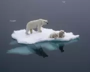 Polar Bears Adapting DNA to Climate Crisis: A Hopeful Sign or a Dire Warning?