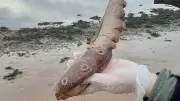 Rare Deep-Sea Giant: Seven-Arm Octopus Washes Up on Aberdeenshire Beach
