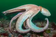 Record Octopus Numbers Off England's South Coast Make 2025 'Year of the Octopus'