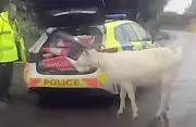 Riot Shields & Lasso: Wiltshire Police Recapture Rampaging Goat