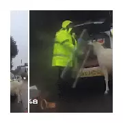 Riot Shields and Lasso Used to Capture Rampaging Goat in Wiltshire Village