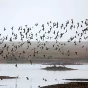 Rye Harbour: A Breathtaking Nature Reserve in the UK's Most Beautiful Town