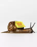 Snail Farm Tax Dodge: The 79-Year-Old's £20m Revenge on the Taxman