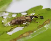 UK Deploying Weevils, Crayfish & Fungi in War on Invasive Species