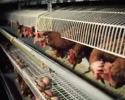 UK Government to Ban Hen Cages and Pig Farrowing Crates in England by 2027