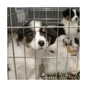 UK Government to Ban Puppy Farms, Snares and Trail Hunting by 2030