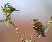 UK's Record Warm Spring Boosts Songbird Breeding Success in 2025