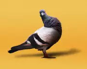 Why Pigeons Are Working-Class Heroes: From Ancient Food to WWII Service