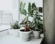Winter Houseplant Survival Guide: 5 Steps to Protect Your Plants from Central Heating