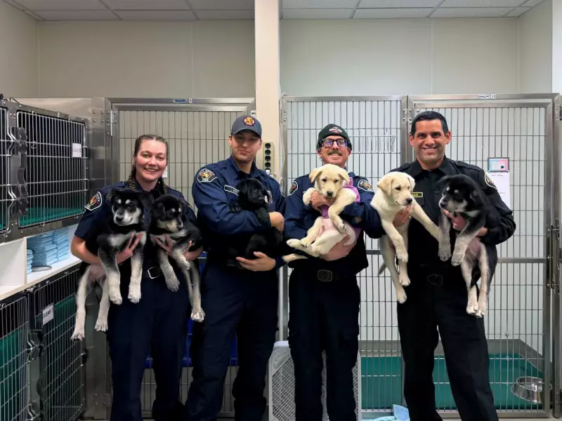 Six Puppies Saved from Suspected Fentanyl Overdose by Washington Firefighters