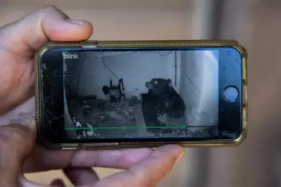 550lb Bear Removed from California Home as 'Bears Under Houses' Trend Grows