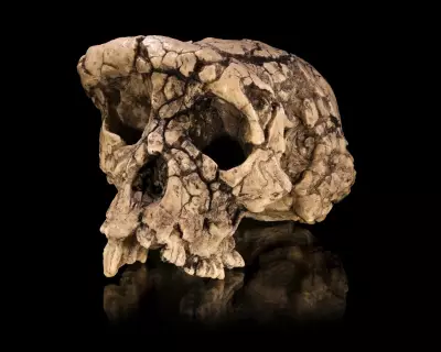 7-Million-Year-Old Ape Fossil Sparks Debate Over Humanity's First Ancestor