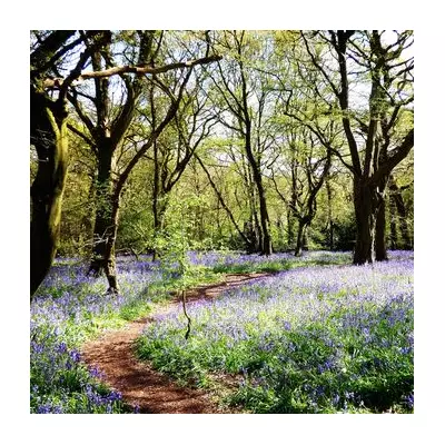 Epping Forest: Spot Wild Deer on a Winter Walk Just 50 Mins from Central London