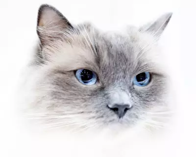 From Dog Trusts to M&S Jabs: The UK's Witty Letters to the Editor