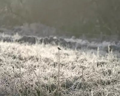Frozen Fields, Fluttering Flocks: How a Cairngorms Community Project Feeds Winter Finches