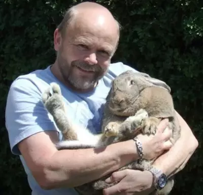 Giant 10kg Rabbit Saves Owner from Diabetic Coma in Life-Saving Alert