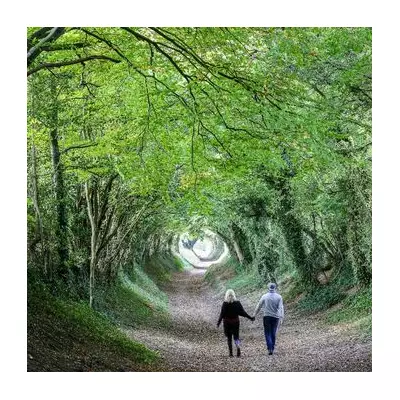 Halnaker Tree Tunnel: A Magical Winter Walk 90 Minutes from London