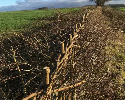Hedge Laying in Kent: The Ancient Craft Shaping Britain's Living Landscape