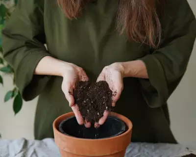 Houseplant Hacks: How to Revive Old Potting Mix for Thriving Plants