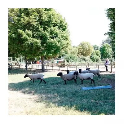 Mudchute Farm: London's Free Urban Petting Zoo & Rare Breed Sanctuary