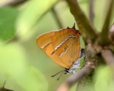 Rare Butterfly Revival in Wales as Landowners Adopt Hedge-Friendly Practices
