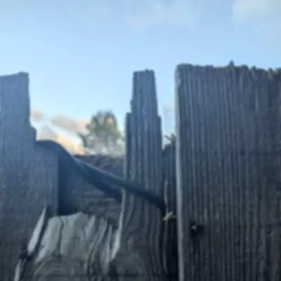 RSPCA Probes Sickening Cat Hanging in Tottenham Garden