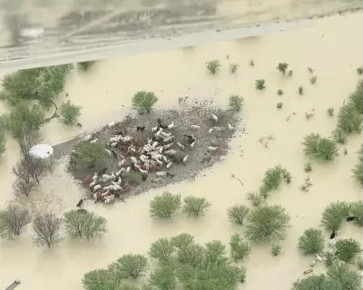 Thousands of Cattle Starve Amid Queensland Floods, Trapped by Fear of Water