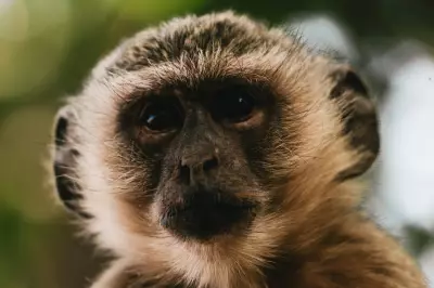 Vervet Monkeys Roam St Louis Streets, Sparking Safety Concerns