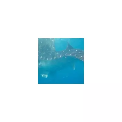 Whale Shark with Severe Spinal Deformity Thrives in Gulf of Mexico