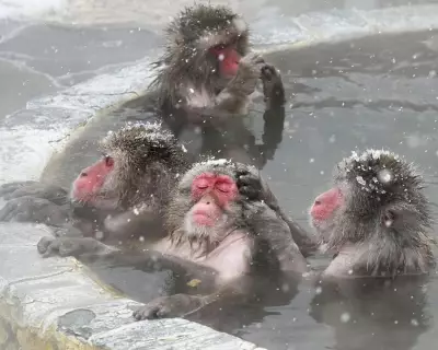 Wildlife Wonders: From Kākāpō Breeding Hope to UK Fox in Snow