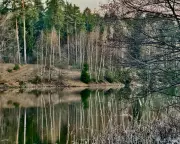 642 Billion Trees: How Russia's Forests Shaped an Empire's Psyche