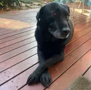 A Dog's Lasting Legacy: How Ronda's Kindness Transformed a Family