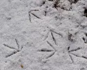 A Young Naturalist's Snowy Census: Tracking Wildlife in a Wintery Worcestershire Field