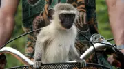AI Complicates Hunt for Escaped Vervet Monkeys in St Louis