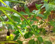 Amidst Gaza's Ruins, a Family's Garden Blooms as an Act of Defiance