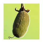 Baobab: The 2026 Superfruit in M&S Juice Boosts Immunity & Fights Ageing