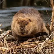 Beavers Set for Croydon Return: Rewilding Plan for South Norwood Country Park