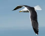 Birdwatching in West Yorkshire: Finding Joy in 38 Species