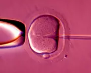 Breakthrough: Human Eggs Rejuvenated, Boosting IVF Success Rates