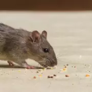 Croydon Council Closes Five Food Outlets Over Pest Infestations