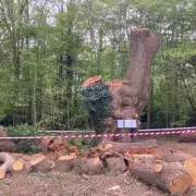 Enfield Council Seeks Eviction of Toby Carvery Over Ancient Oak Destruction