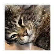 Family Reunited with Cat After Alleged Amazon Driver Snatch in West Yorkshire