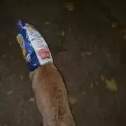 Fox rescued after head gets stuck in Wotsits packet in Enfield