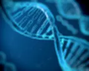 Genetics May Determine 50% of Human Lifespan Variation, Study Reveals